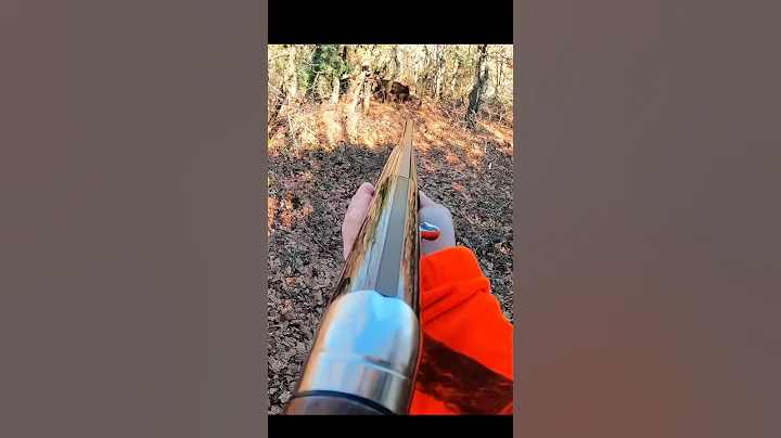 великолепный снимок дикого кабана#hunting#challenge#chase#wildboar#beautiful#best#shorts