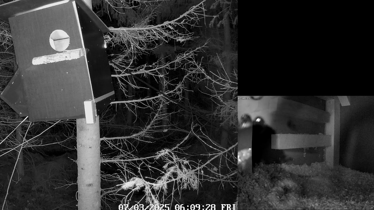 Come watch this tawny owl pair make a nest in Finland 24/7 live