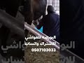 قروب حراج مزاد ابو شنب البورصه للمواشي 