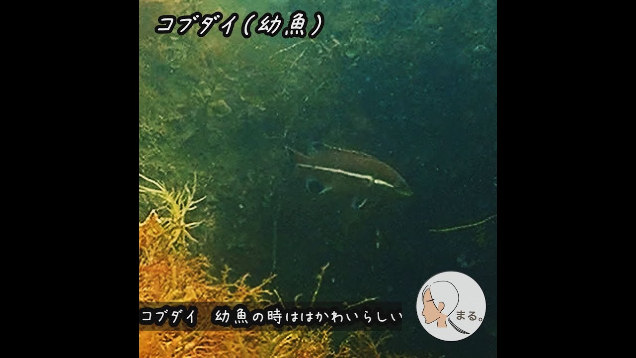 コブダイ 幼魚 若狭の生き物0024 S0024 Shorts Youtube コブダイ 幼魚 若狭の生き物0024 S0024 Shorts Youtube