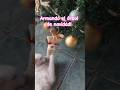Grinch #viralvideo #cat #gatos