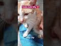 Godain adek Miky #kucing #catvideos #catshorts #kucinglucu #kucingimut