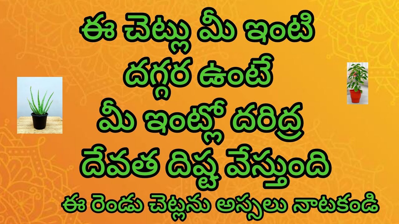 ఈ రెండు మొక్కలను పొరపాటున కూడా ఇంట్లో నాటకండి.ఇల్లు మొత్తం సర్వనాశనం అయిపోతుంది...