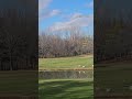 Bald Eagle at the Golf Course! #golf