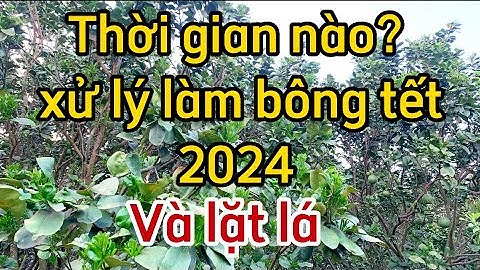 Thời Điểm Nào Bắt Đầu Xử Lý Làm Bông Bưởi Tết 2023-2024 | Cây Bưởi Tơ Và Cây Bưởi Thuần