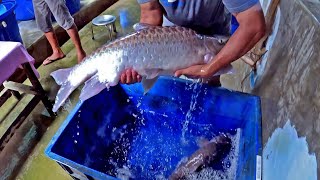 Empurau production at LTT Aquaculture