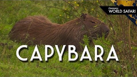 Capybara: How Big is the World