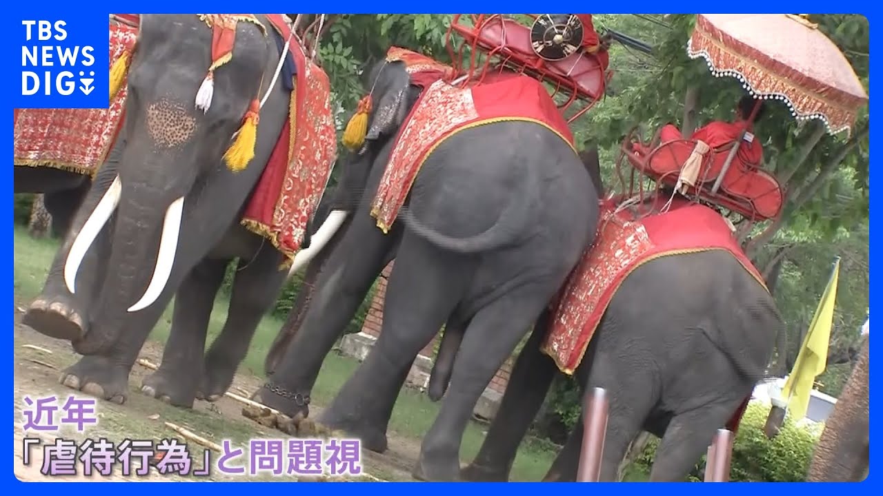 タイ名物“ゾウ乗り”は「虐待」か？観光地パタヤには“背中へこんだ”70歳