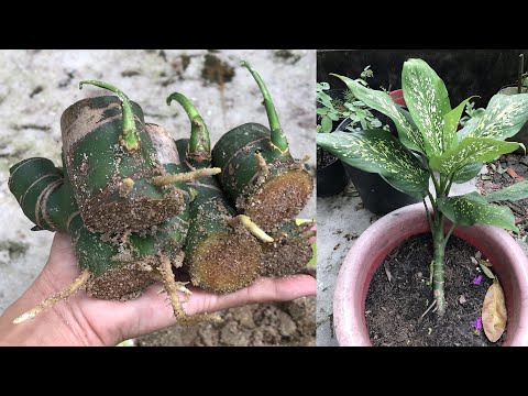 Video: Dieffenbachia Houseplant: Dumbcane Bitkilərinin Yetişdirilməsi və Baxımı
