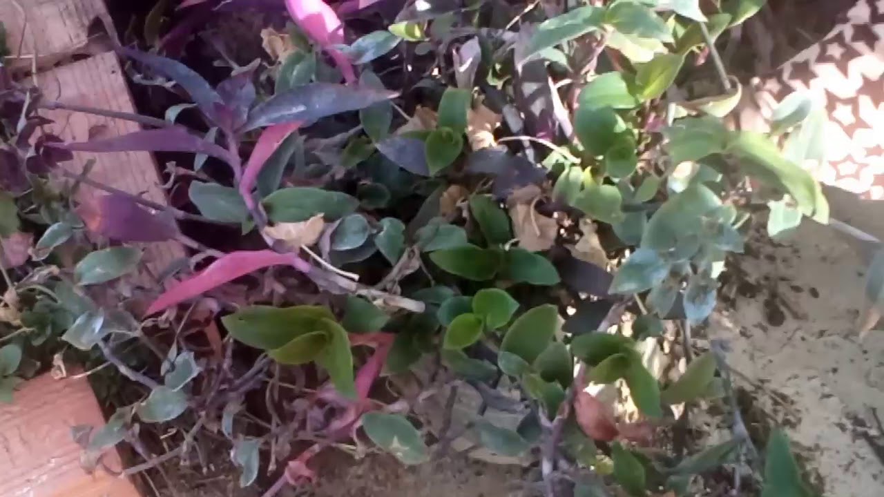 شوفو واش نقلت اليوم في سطح بيتي رفقة نباتاتي