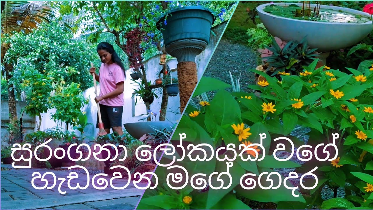 #gardening new update...🥰🥰සරල දේවල් වලින් මිදුලට අලුත් පෙනුමක් ගන්න පුලුවන්.😲😲😲😲😲#gardening ideas 