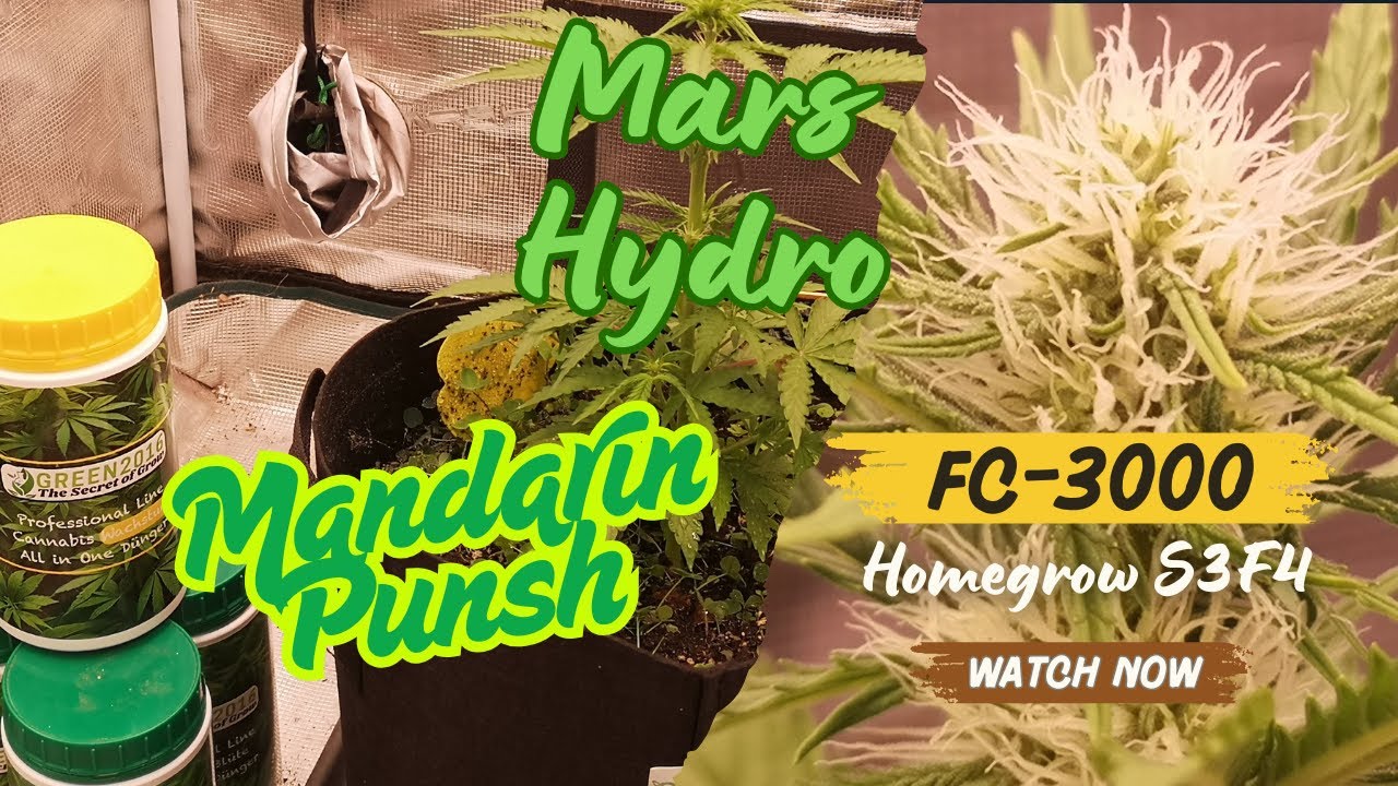 Indoor Grow S3E4 – Warum 12/12 + 300W für Autos einfach Unsinn ist ⚠️🌱