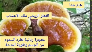 الفطر الريشي / الجانوديرما/فوائده المعجزة وطريقة استعماله