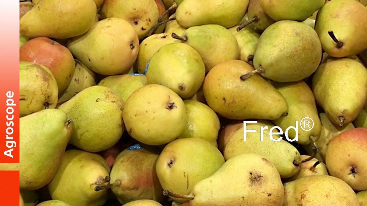 FRED®: die neue Birne von Agroscope