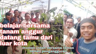 anggur import yang mudah berbuah di Indonesia jenis anggur dixson