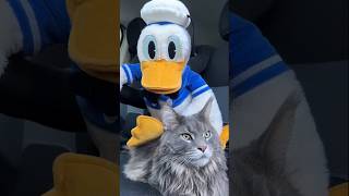 Citroën, Hot 🔥🦆 Con El Gatazo @Sociomainecoon Como Miaunvitado Especial 😺