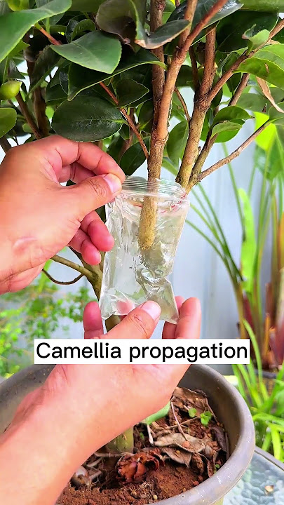 Camellia propagation water bag propagation 1010 #shorts #plantingtips