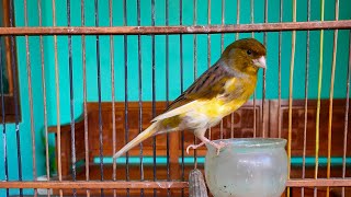 ini baru masteran KENARI cengkok MEWAH GACOR - bikin kenari PAUD & BAHAN jadi GACOR JUARA