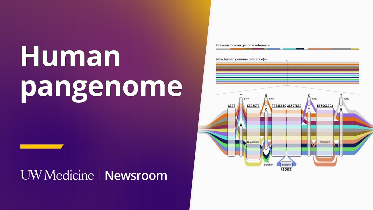 Building upon the human pangenome: Mitchell Vollger | UW Medicine