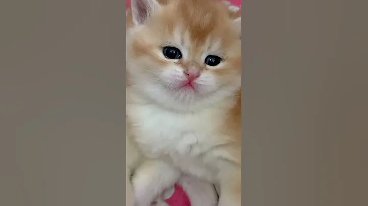 Watch the video about Cute and funny Cats | Cute Kittens Funny | Cats funny videos#shorts #animals