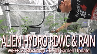 Celebrity Alien Hydro RDWC & Rain Week 2, Blackdog LED Full Garden Update Net Worth