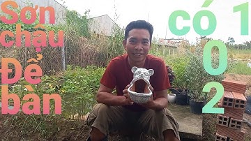 #17.Khám phá | Hướng dẫn, cách sơn chậu để bàn | Miền Tây Ấn Tượng | discover | plant tree