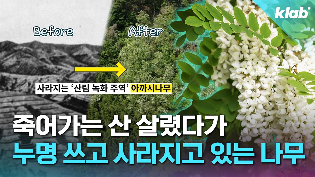 한국의 아낌없이 주는 나무 실사판ㄷㄷ｜크랩