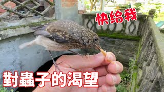 The greedy red tail water robin saw the young man rush to grab the worms  and his eyes were full of