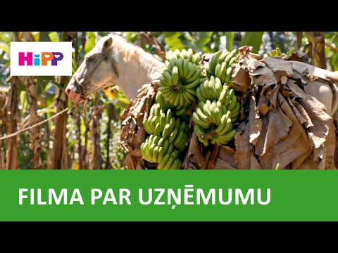 HiPP – bioloģisko banānu audzēšana