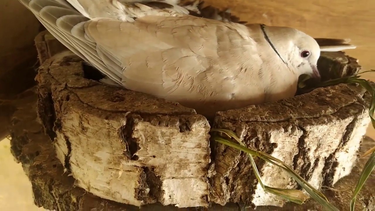 Kury nioski, Szabo, Gołabki. I wiele więcej.