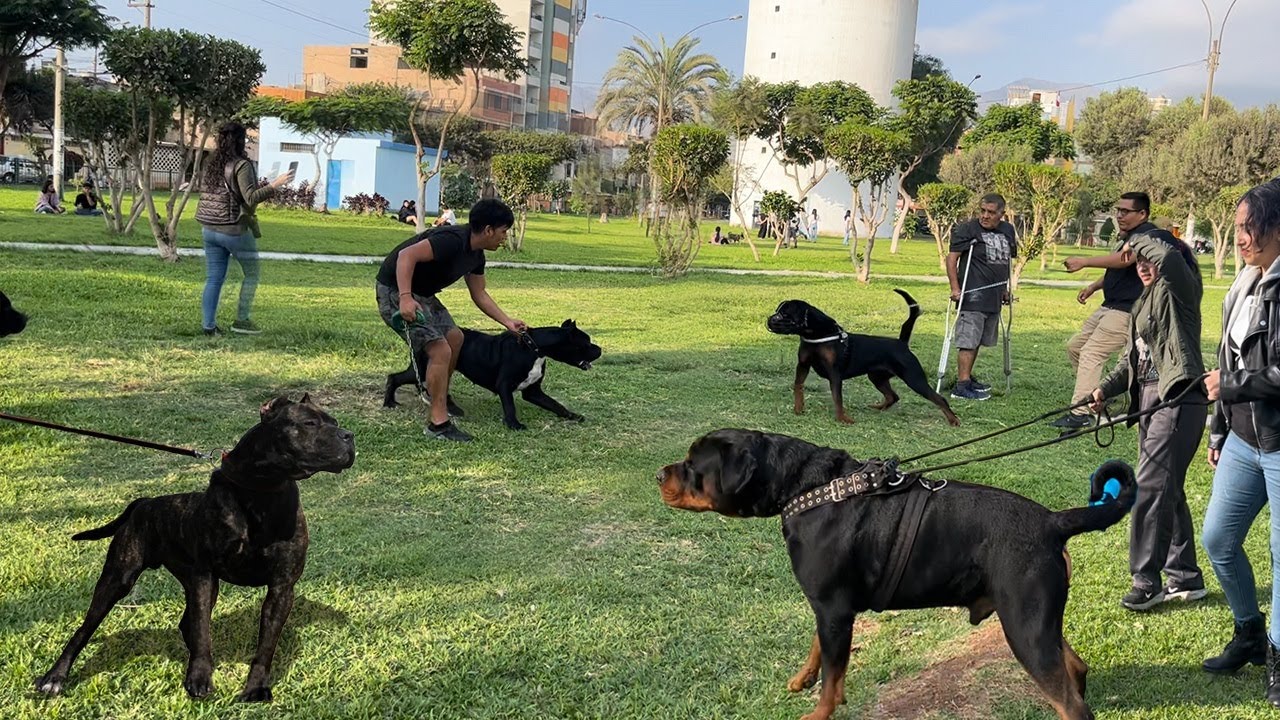 PRESA CANARIO Irrumpen en reunion de ROTTWEILER ❌