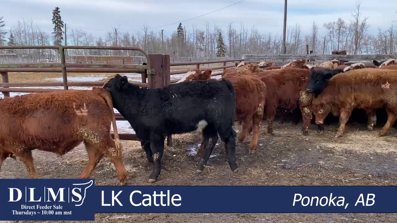DLMS Direct - LK Cattle - YouTube
