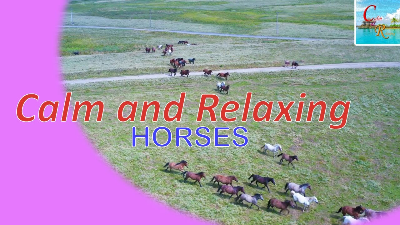 Calm and Relaxing music with Horses Sleep well, Deep sleep, Stress