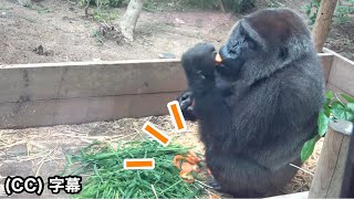 Miracle! Many awesome treats for the kind mom gorilla. Genki.Momotaro family