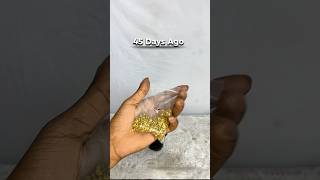 45 DAYS in 15 SECONDS 🌱 Seed to Plant!#Short #Satisfying #gardening #plants