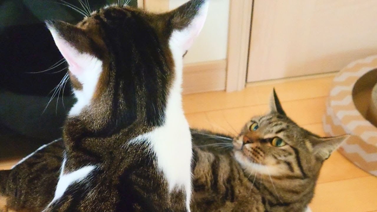 【ゆず】家猫のバトルについて思う事【こてつ】