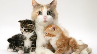 #cat #animal #chihuahua #animallover #catlover #cutecat #funny #kucing