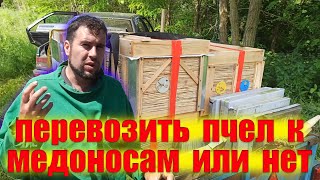 Стоит перевозить пчел ближе к медоносам кочевать. На каком расстоянии пчелы работают на медоносах