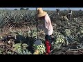 Tequila, Jalisco y su jima de agave azul. Omar munguia del medineño