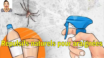 Comment faire fuir les araignées naturellement ?