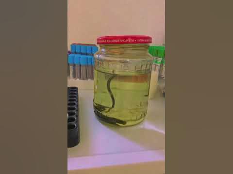 Слюна пиявки содержит сотни полезных для человека бактерий - YouTube