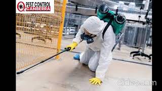 Silverfish Control Canberra | Silverfish Control in Canberra | Silverfish Pest Control Canberra