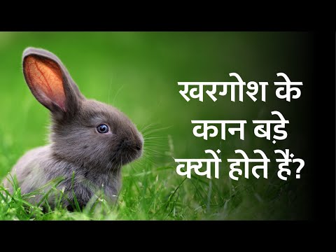 वीडियो: क्या जंगली लोप कान वाले खरगोश हैं?