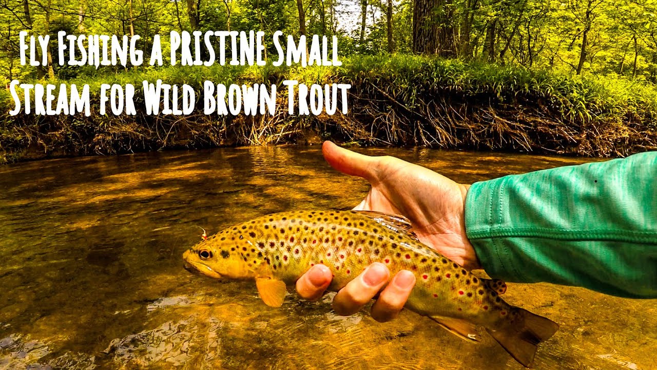 Fly Fishing a PRISTINE Small Stream for Wild Brown Trout