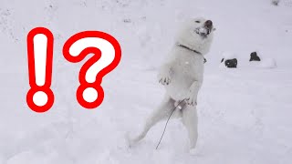 雪に大興奮した柴犬が最高に笑えました(笑)