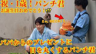 祝・1歳！パンチくん、お誕生日おめでとう！🎂🎉【大はしゃぎ】宮越パパと鹿野パパの間を反復横跳び！？（笑）#パンチくん
