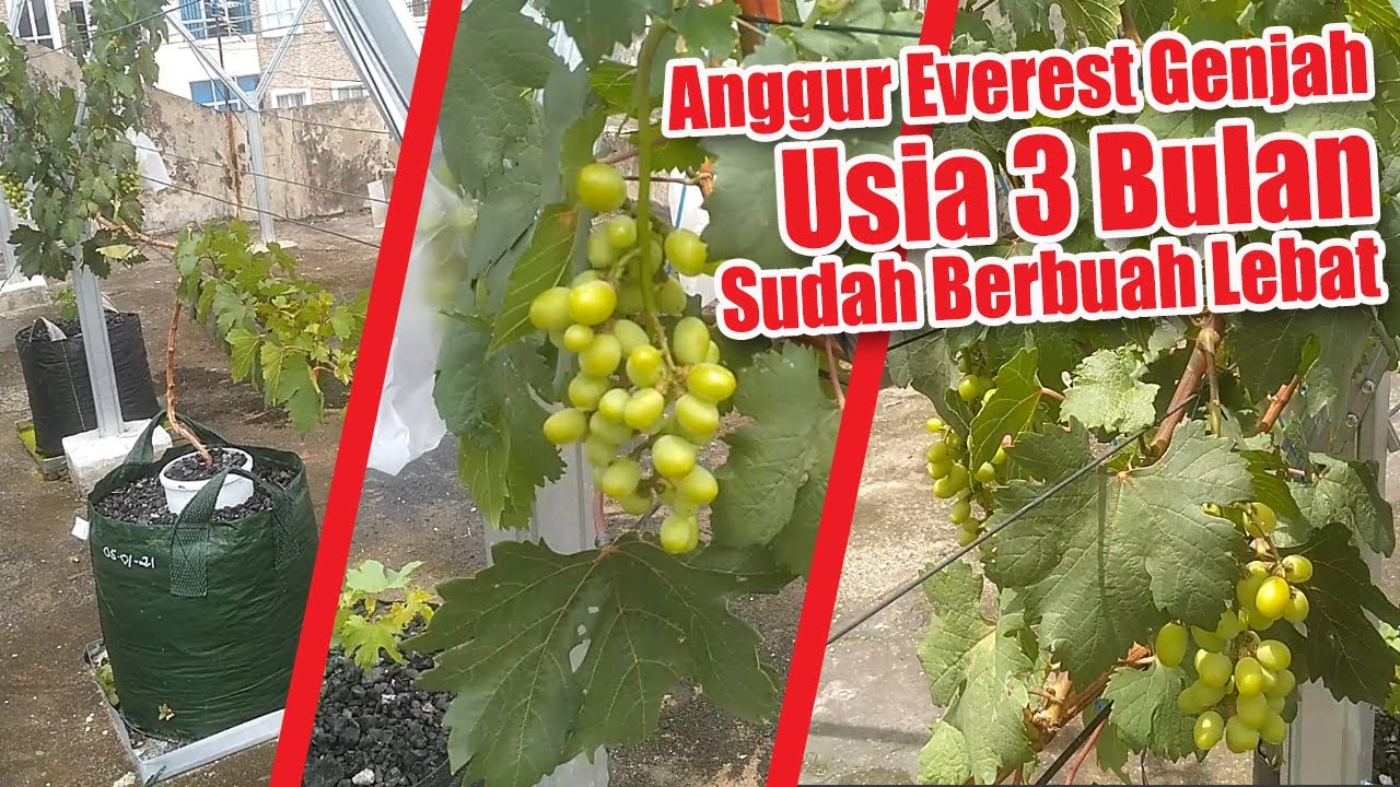 Anggur Everest Genjah Usia 3 Bulan Sudah Berbuah Lebat