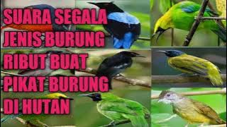 suara burung ribut suara nya JERNIH dan juga HD paling ampuh buat memikat di hutan