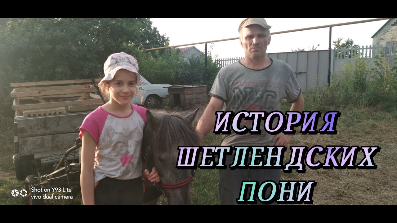 ИСТОРИЯ ШЕТЛЕНДСКИХ ПОНИ| #пони