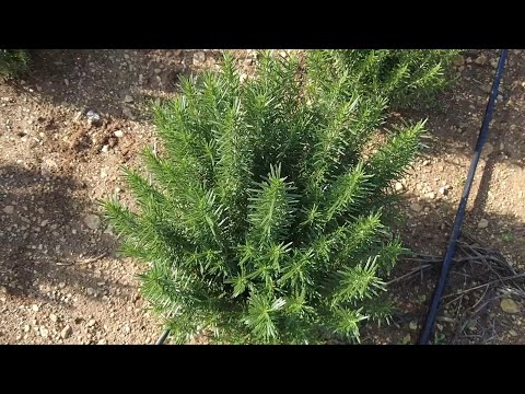 زراعة إكليل الجبل تدخل إلى إدلب صباح سوريا